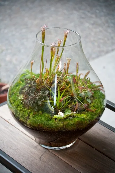 Hogyan florarium saját kezűleg (20 fotó) (do) Hogyan florarium saját kezűleg (20 fotó)
