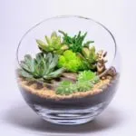 Hogyan florarium saját kezűleg (20 fotó) (a) Hogyan florarium saját kezűleg (20 fotó)