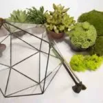 Hogyan florarium saját kezűleg (20 fotó) (kar) Hogyan florarium saját kezűleg (20 fotó)