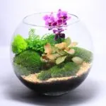 Hogyan florarium saját kezűleg (20 fotó) (florarium) Hogyan florarium saját kezűleg (20 fotó)