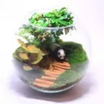 Hogyan florarium saját kezűleg (20 fotó) (a) Hogyan florarium saját kezűleg (20 fotó)