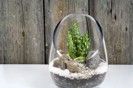 Hogyan florarium saját kezűleg (20 fotó) (florarium saját kezét) Hogyan florarium saját kezűleg (20 fotó)