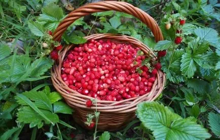 Hogyan tartsuk friss eper télen, miért fagyasztott földieper