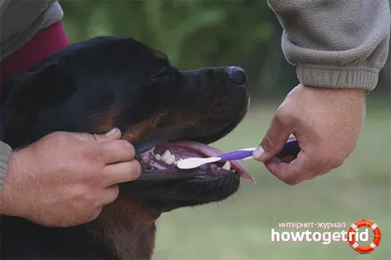 Ahogy a kutya fogmosás otthon