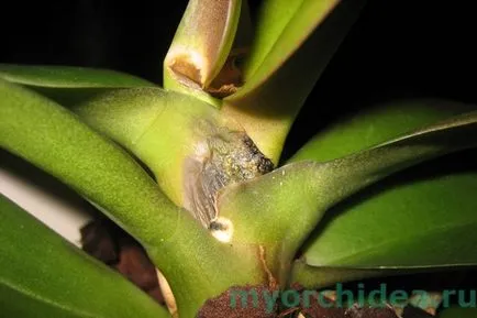 Hogyan megmenteni az orchidea tanácsokat és ajánlásokat (menteni) Hogyan megmenteni az orchidea tippek és trükkök