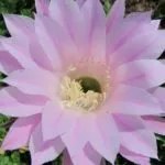 Cactus-szerű frekvencia virágzás otthoni gondozás, öntözés, ültetés és transzplantáció (kaktusz) Cactus virágzik, mint a frekvencia otthon, ellátás, öntözés, ültetés és az átültetést