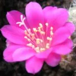 Cactus-szerű frekvencia virágzás otthoni gondozás, öntözés, ültetés és transzplantáció (virágzás) Cactus virágzik, mint a frekvencia otthon, ellátás, öntözés, ültetés és az átültetést