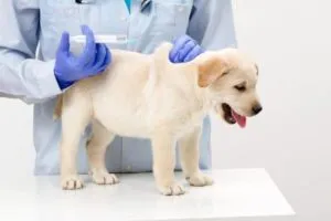 Hogyan euthanize a kutya otthon módon