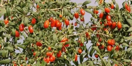 Hogyan kell használni a goji bogyó rendesen, vélemények körülbelül fogyókúra
