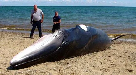 Ahogy a bálnák meghal, és miért történik, aki az oka a halál ezeknek az állatoknak