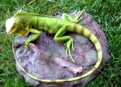 zöld