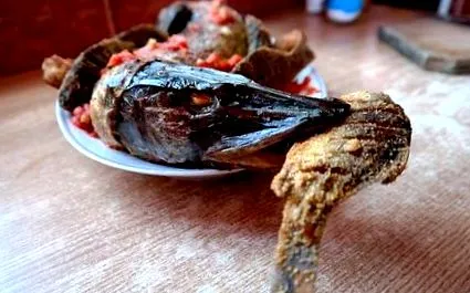 pácolt