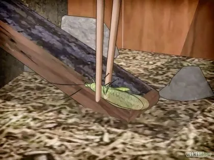 Hogyan törődik sáska
