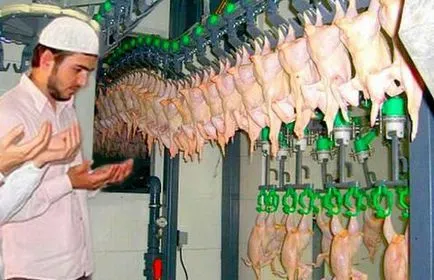 Mit eszünk csirke Halal kérdést nyitva
