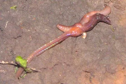 Mik az előnyei a földigiliszták, mint fajtát (fajta földigiliszták) Mik az előnyei szaporodnak, mint a földigiliszták