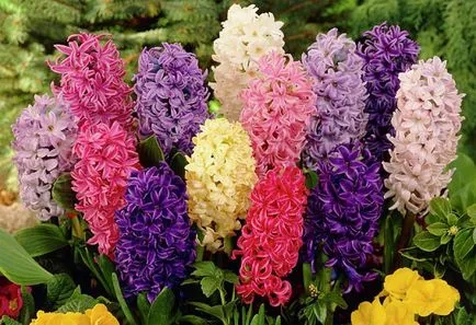 Hogyan törődik jácint virágzás után, kertész (jácint fakult mi legyen a következő videó) Hogyan törődik jácint virágzás után, kertész