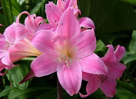 Hogyan törődik Amaryllis