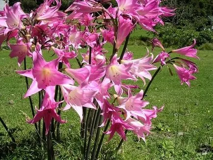 Hogyan törődik Amaryllis