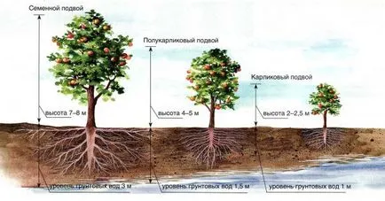Hogyan válasszuk ki a palánták gyümölcsfák 1 (gyümölcs) Hogyan válasszuk ki a palánták gyümölcsfák 1