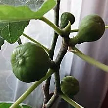 Hogyan növekszik füge egy kő