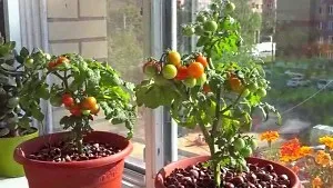 Hogyan nő paradicsom az ablakpárkányon, a fő probléma (hogyan növekszik a paradicsom az ablakpárkányon) Hogyan nő paradicsom az ablakpárkányon, a fő villa