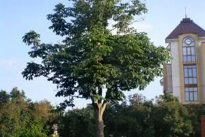 Hogyan lehet csökkenteni egy tárgyat egy komplex - háttér - csatornán keresztül - blog domenarta