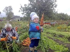 Hogyan növekszik egy nagy sárgarépa videó mitlayderu (mitlayderu) Hogyan növekszik egy nagy sárgarépa videó mitlayderu