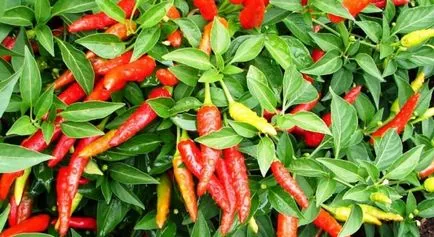 Hogyan nő chili paprika egy ablakpárkányon otthon (erős paprika az ablakon) Hogyan növekszik chili paprika otthon egy ablakpárkányon