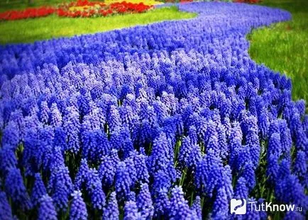 Hogyan növekszik a hazai muscari (Muscari) Hogyan növekszik a hazai muscari