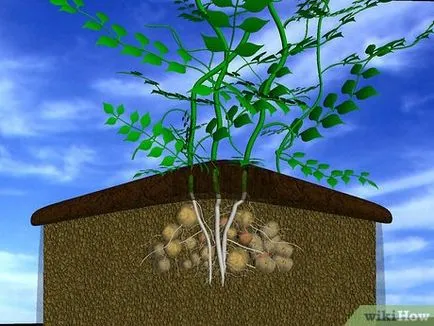 Hogyan Grow Burgonya