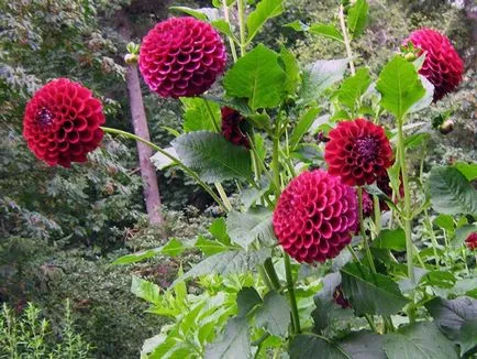 Hogyan kell tárolni a dáliák otthon télen