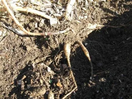 Hogyan kell tárolni a dáliák otthon télen