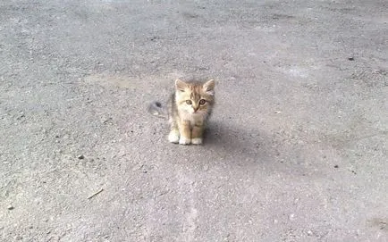 Hogyan öntsünk betonon kezével