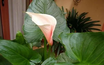 Calla otthoni gondozást