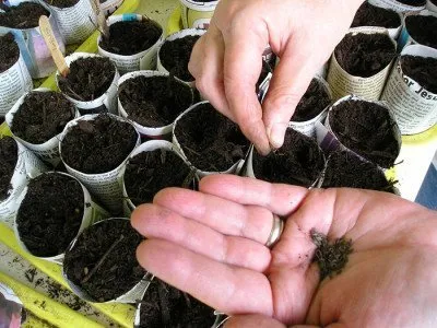 Káposzta karalábé és a fő titka a termesztés (karalábé) Káposzta karalábé és a fő titka a termesztés