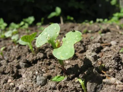Káposzta karalábé és a fő titka a termesztés (karalábé) Káposzta karalábé és a fő titka a termesztés