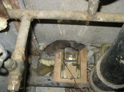 Pergő és csapdák a patkányok a kezüket (trap) Pergő és csapdák a patkányok a kezüket