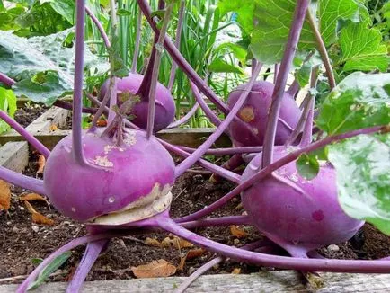 Káposzta karalábé növekvő magról, ellátás, tároló (magok) Káposzta karalábé növekvő magról, ellátás, tárolás