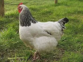 Katalógus csirkék fajta kiválasztása, leírások, képek (Tulajdonságok durva körülmények között) Katalógus csirkék tenyészteni kiválasztása, leírások, fotók