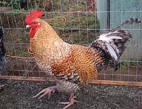 Katalógus csirkék fajta kiválasztása, leírások, képek (tyúktojás termelés középnehéz) Katalógus csirkék tenyészteni kiválasztása, leírások, fotók
