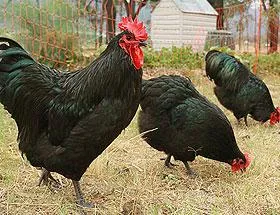 Katalógus csirkék fajta kiválasztása, leírások, képek (rock) Katalógus csirkék tenyészteni kiválasztása, leírások, fotók