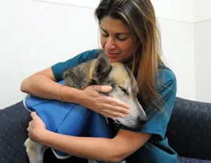 Kasztrálás és sterilizálása kutyák előnye és hátránya (a kockázat jelentősen növekszik) Kasztrálás és sterilizálása kutyák előnye és hátránya
