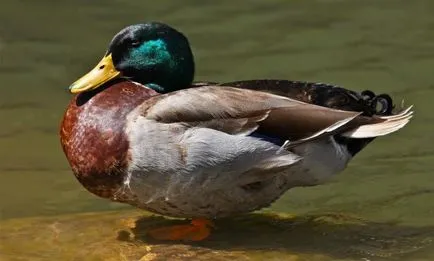 Mi egy álom álom kacsa kacsa - álom értelmezése