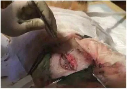 Császármetszés műtét kutyák, következményei, gondoskodás, videó