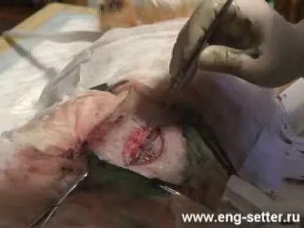 Császármetszés műtét kutyák, következményei, gondoskodás, videó
