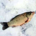 Carp majszol ma