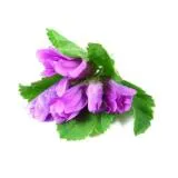 Clover - ingatlan, növekvő, a betakarítás, kezelés; receptek vele (lóhere receptek) Clover - ingatlan, növekvő, a betakarítás, kezelés; receptek vele
