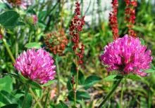 Clover - ingatlan, növekvő, a betakarítás, kezelés; receptek vele (saláta öntet) Clover - ingatlan, növekvő, a betakarítás, kezelés; receptek vele
