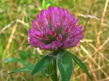 Clover - ingatlan, növekvő, a betakarítás, kezelés; receptek vele (lóhere) Clover - ingatlan, növekvő, a betakarítás, kezelés; receptek vele