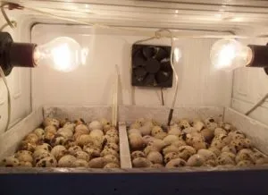 Ketrecek fürj saját kezét rajzok és fotók (ingyen), a gazdaság saját kezűleg